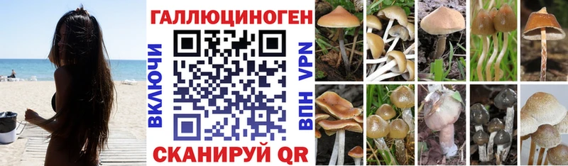 MEGA   Сретенск  Галлюциногенные грибы Cubensis 